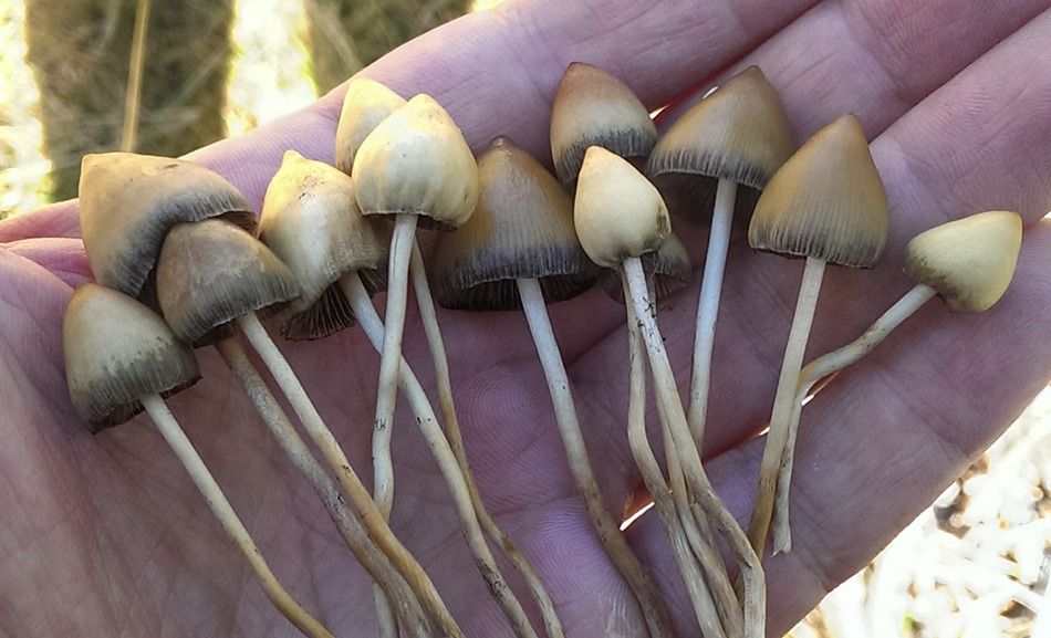 ZNANSTVENICI: KORAK DO APSOLUTNOG LIJEKA DEPRESIJE DJELOVI ZABRANJENE GLJIVE?