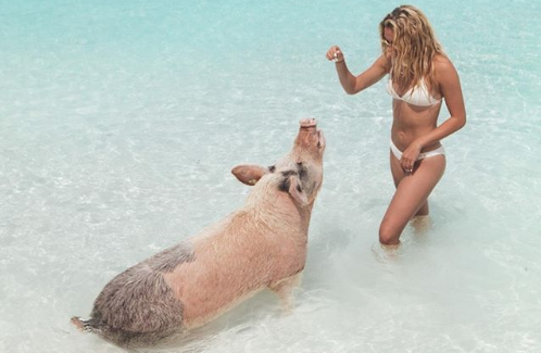 NA BAHAMIMA POSTOJI PLAŽA NA KOJOJ MOŽETE DA PLIVATE SA SVINJAMA
