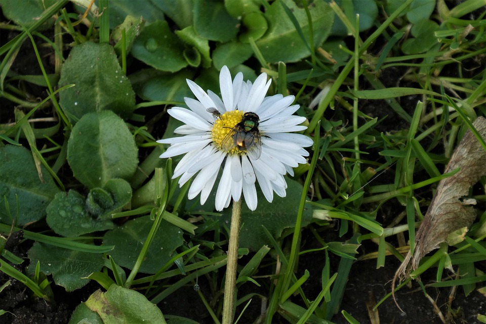 ZNANSTVENICI UPOZORAVAJU: POLA MILIJUNA VRSTA INSEKATA PRIJETI IZUMIRANJE