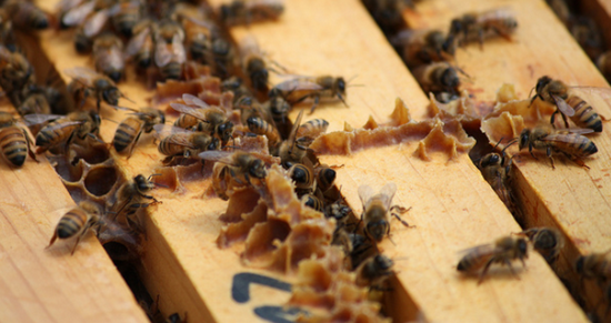 PROPOLIS: UBIJA VIRUSE, BAKTERIJE I POMLAĐUJE