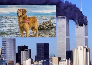 Priča o psu Daisy koja je spasila 967 života 11.9.2001. iz ruševina Blizanaca