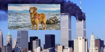 Priča o psu Daisy koja je spasila 967 života 11.9.2001. iz ruševina Blizanaca
