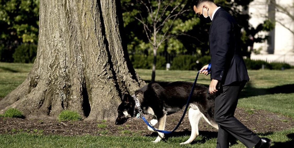 BINENOV pas opet ugrizao člana osoblja Bijele kuće