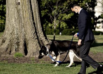 BINENOV pas opet ugrizao člana osoblja Bijele kuće