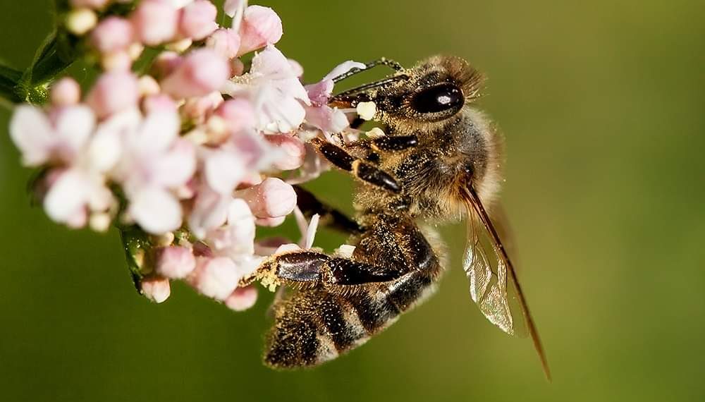 Pčele bi mogle postati ugrožene?!