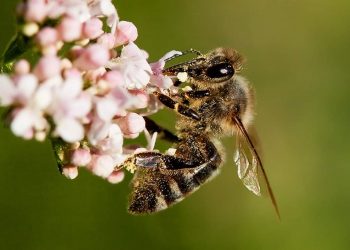 Pčele bi mogle postati ugrožene?!