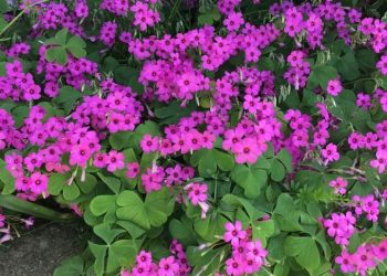 KAKO IZRADITI VRT S DIVLJIM CVIJEĆEM