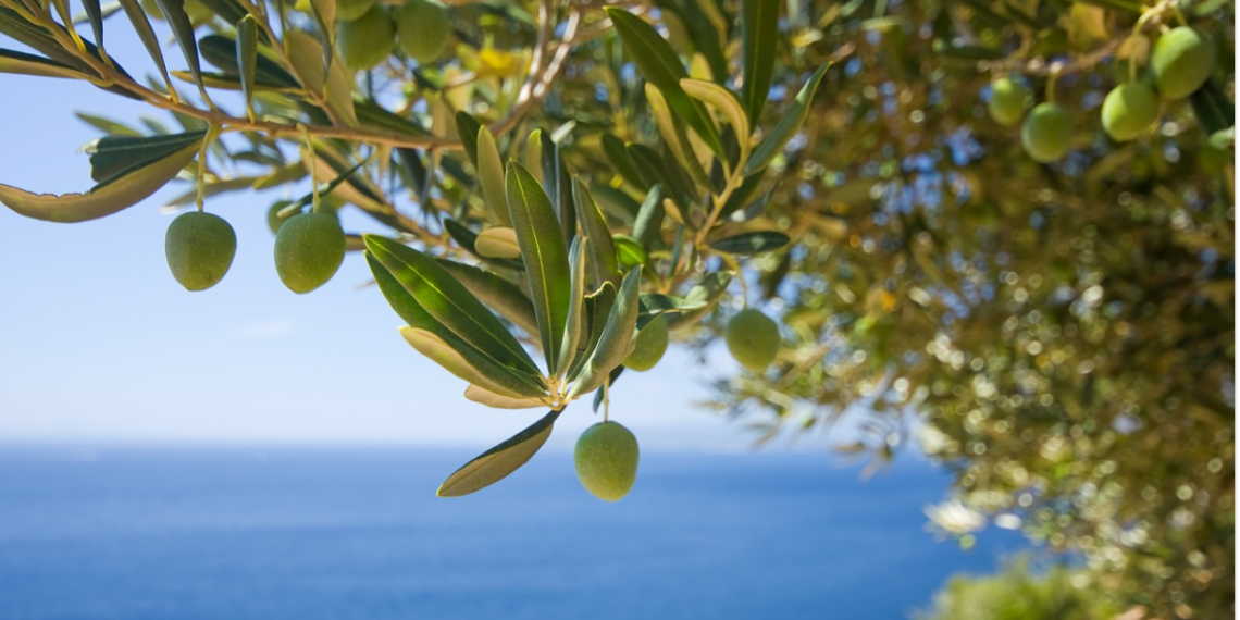 MASLINA: Izvor zdravlja i vitalnosti