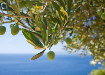 MASLINA: Izvor zdravlja i vitalnosti