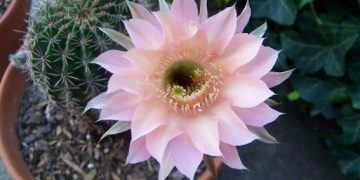 KAKO SE PRAVILNO BRINUTI O SUKULENTIMA