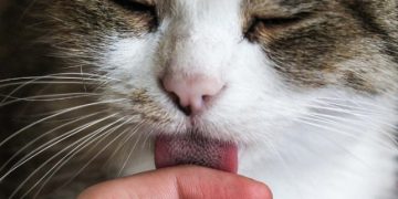 ZAŠTO VAS MAČKA LIŽE