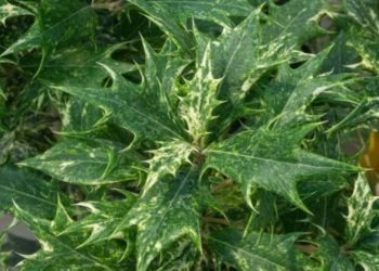 PREDSTAVLJAMO VAM JEDINSTVENU BILJKU OSMANTUS