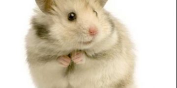 HRČAK KAO KUĆNI LJUBIMAC