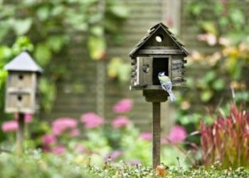 Ptice – saveznici vašeg vrta