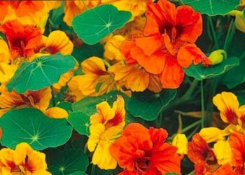 Upoznajte biljku dragoljub- prirodni antibiotik