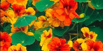 Upoznajte biljku dragoljub- prirodni antibiotik