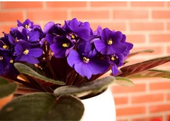 Posadite afričku ljubičicu u svome domu