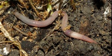 Gliste popravljaju plodnost zemljišta