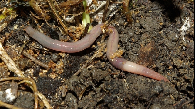 Gliste popravljaju plodnost zemljišta