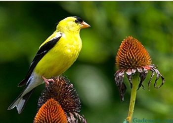 Biljke kojima ćete privući ptice u vaš vrt