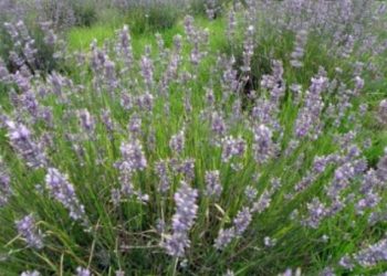 Aromatične biljke- mirisan i koristan dodatak vašem vrtu