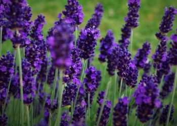 Biljke otporne na sušu