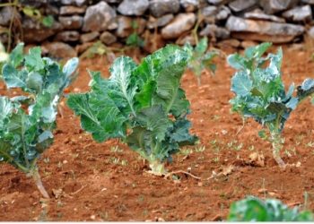 Biljke pogodne za siromašna tla