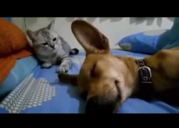 Video koji će vas nasmijati: Pas prdi dok mačka iza njega odmara