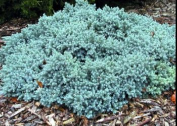 Biljke pogodne za kamenjare