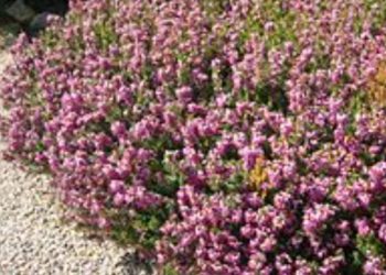 Biljke pogodne za kisela tla