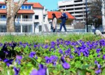 Biljke koje uspijevaju u gradovima