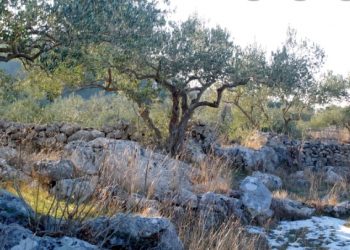 Biostimulatori- pomoćnici za brži oporavak vinograda i maslinika u stresnim uvjetima