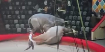Slonovi se sukobili u ruskom cirkusu, publika bježala s tribina