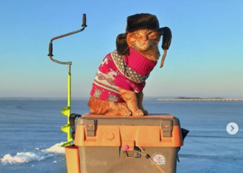 Ovo je Simba: Mačak koji ide u ribolov i prava je senzacija na Instagramu!