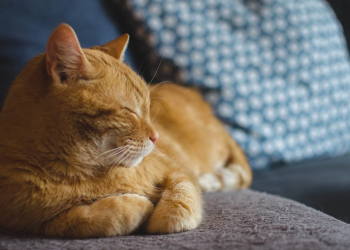 MAČKE su pravi lijek za čovjeka: 7 bolesti koje samo mačke mogu izliječiti!
