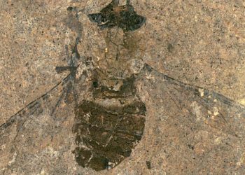 Pronađen fosil muhe stare 47 MILIJUNA GODINA, pažnju privukao jedan detalj