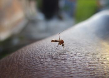 Znanstvenici rade na ‘odvikavanju’ komaraca da piju krv ali i prenose malariju