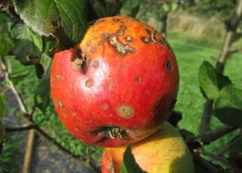 GLJIVIČNA OBOLJENJA BILJAKA