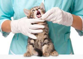 U Rusiji registrirano prvo cjepivo protiv koronavirusa namjenjeno za životinje