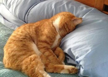 Pogledajte kako mace zabavljaju svoje vlasnike i onda kada spavaju!