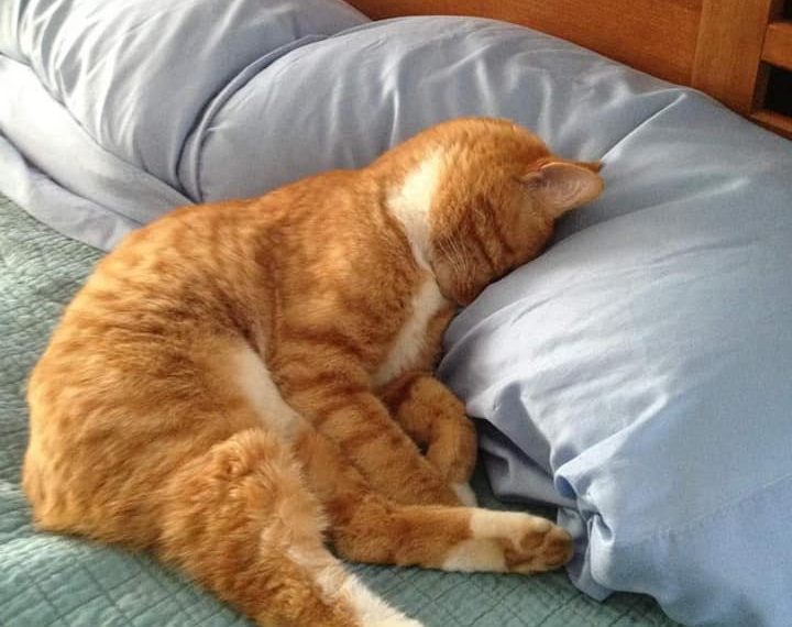 Pogledajte kako mace zabavljaju svoje vlasnike i onda kada spavaju!