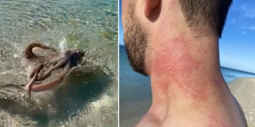 Znatiželja ga mogla skupo koštati: Bijesna hobotnica napala geologa!