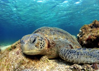 Izrađen i aktiviran lovac na plastiku u oceanima