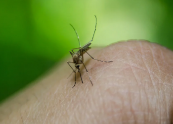 Britanski znanstvenici razvili najučinkovitije svjetsko cjepivo protiv malarije