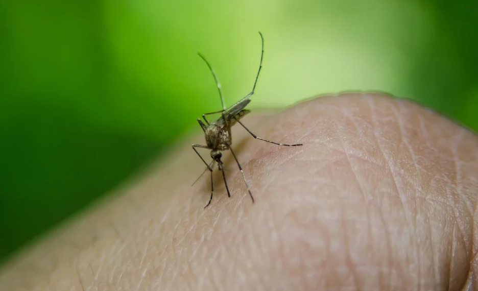 Britanski znanstvenici razvili najučinkovitije svjetsko cjepivo protiv malarije