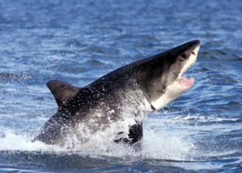 Velika bijela ajkula bi mogla doplivati do Evrope!