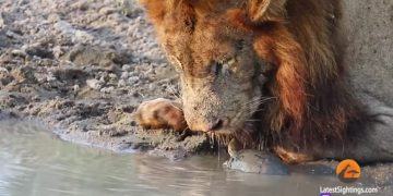 Uporna kornjača otjerala dva lava braneći svoj teritorij!