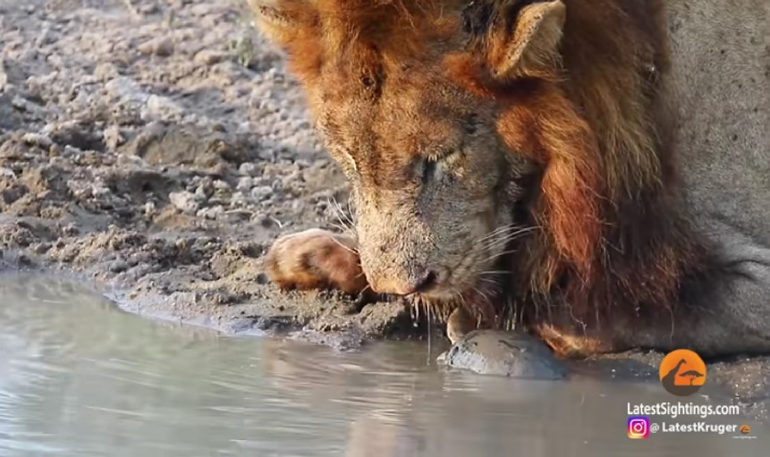 Uporna kornjača otjerala dva lava braneći svoj teritorij!