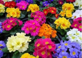 Jaglac- omiljen cvijet u vašem domu i vrtu