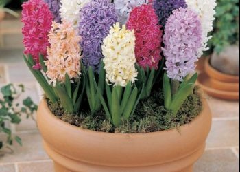 Kako posaditi zumbule